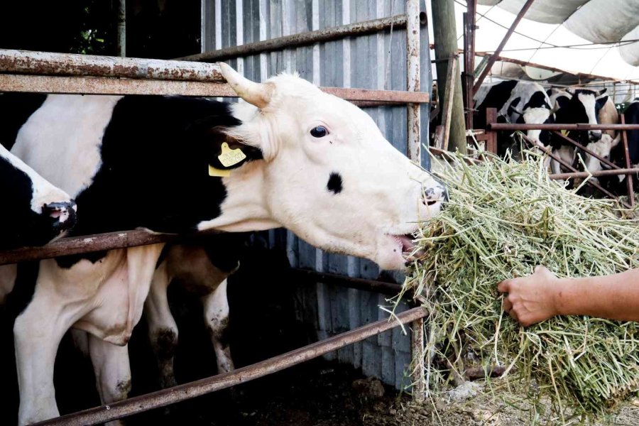 Evde Canı Sıkılan Kadın Hayvancılık İşine Girip 15 Yılda Servet Sahibi Oldu