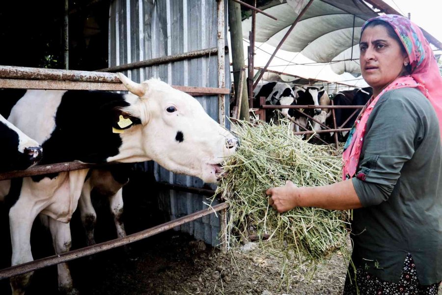 Evde Canı Sıkılan Kadın Hayvancılık İşine Girip 15 Yılda Servet Sahibi Oldu