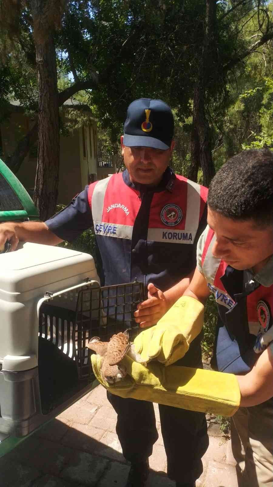 Yaralı Kerkenez Koruma Altına Alındı