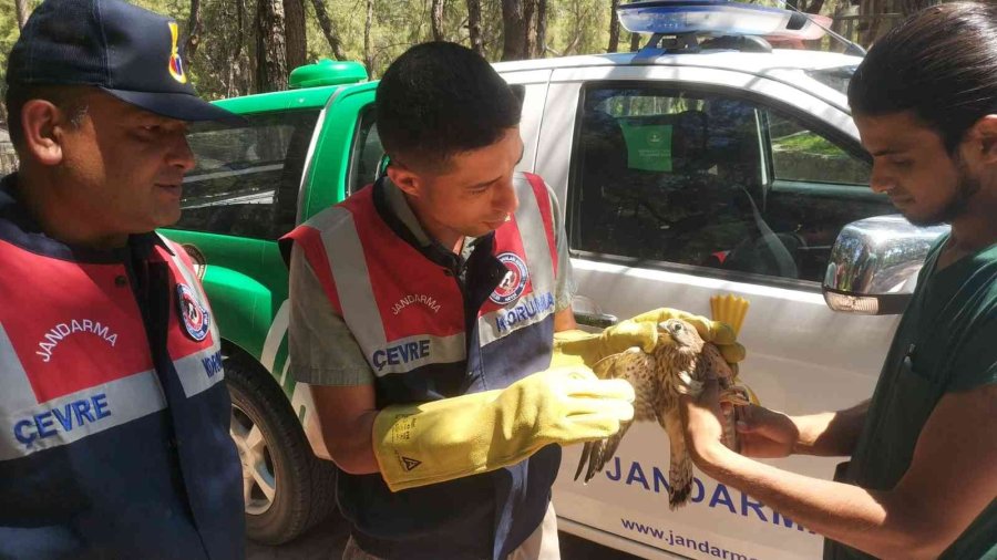 Yaralı Kerkenez Koruma Altına Alındı