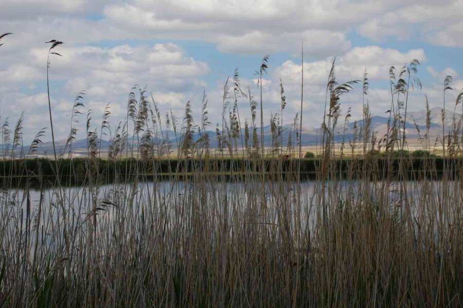 Balıkdamı Fotoğraf Tutkunlarını Hayran Bırakıyor