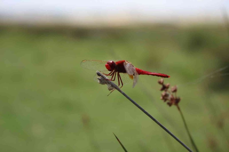 Balıkdamı Fotoğraf Tutkunlarını Hayran Bırakıyor