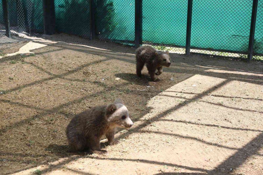 Sinop Ve Van’dan Getirilen İki Yavru Ayı, Hayvanat Bahçesine Renk Kattı