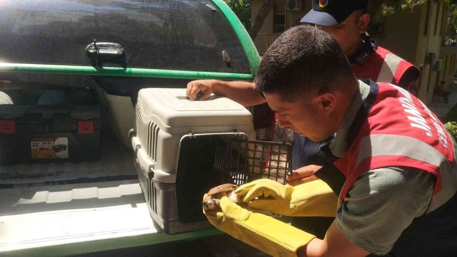 Yaralı Kerkenez Koruma Altına Alındı