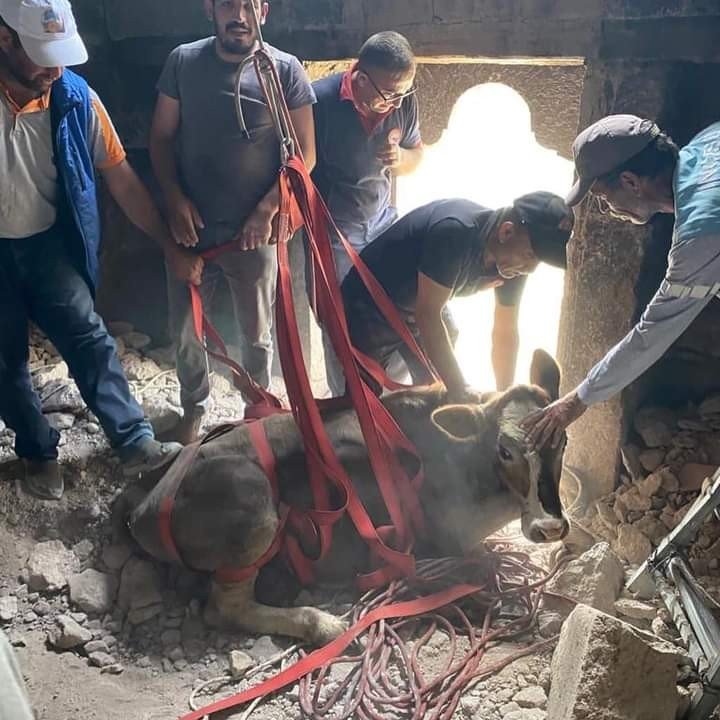 Kuyuya Düşen İneği İtfaiye Kurtardı