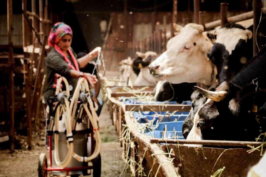 Evde Canı Sıkılan Kadın Hayvancılık İşine Girip 15 Yılda Servet Sahibi Oldu