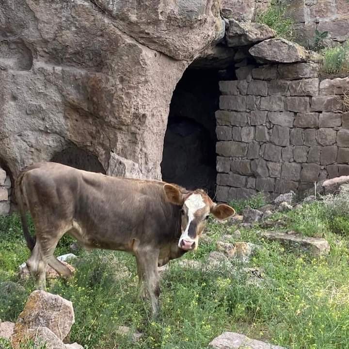 Kuyuya Düşen İneği İtfaiye Kurtardı