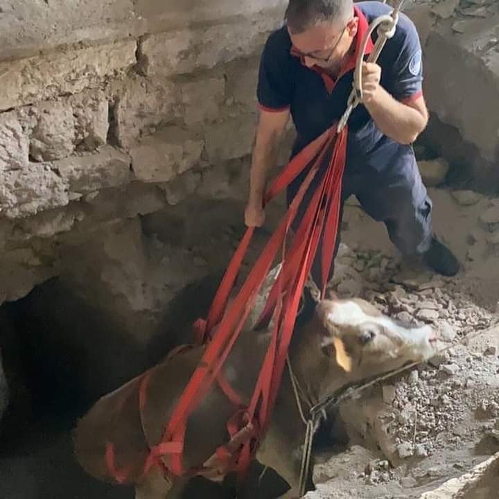 Kuyuya Düşen İneği İtfaiye Kurtardı