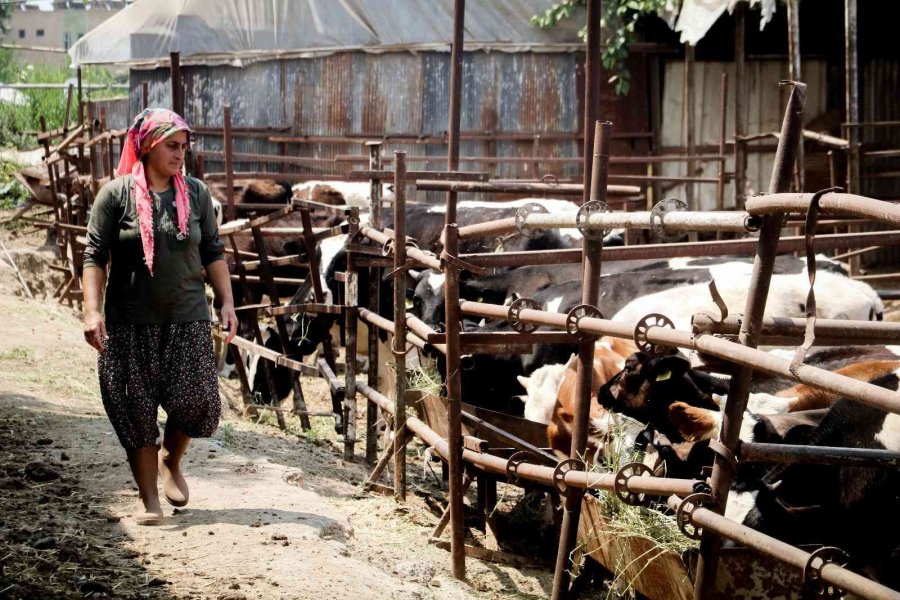 Evde Canı Sıkılan Kadın Hayvancılık İşine Girip 15 Yılda Servet Sahibi Oldu