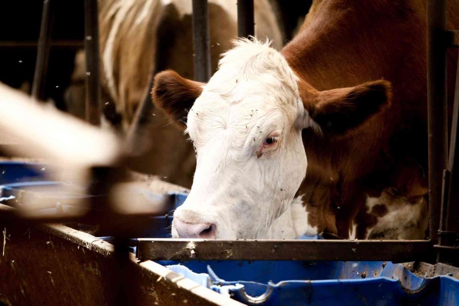 Evde Canı Sıkılan Kadın Hayvancılık İşine Girip 15 Yılda Servet Sahibi Oldu