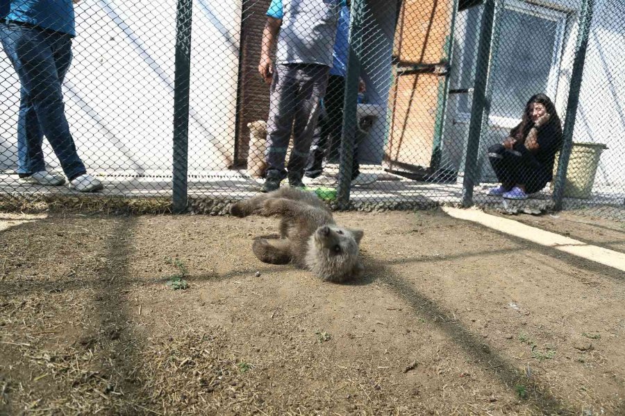 Sinop Ve Van’dan Getirilen İki Yavru Ayı, Hayvanat Bahçesine Renk Kattı