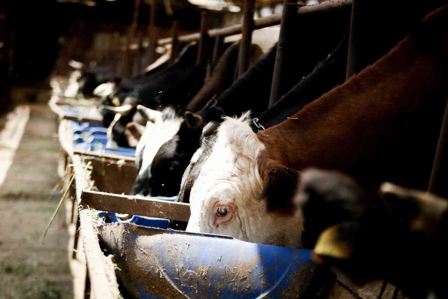 Evde Canı Sıkılan Kadın Hayvancılık İşine Girip 15 Yılda Servet Sahibi Oldu