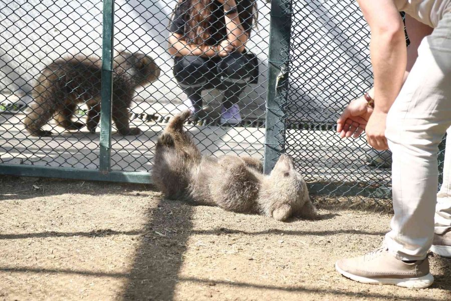 Sinop Ve Van’dan Getirilen İki Yavru Ayı, Hayvanat Bahçesine Renk Kattı
