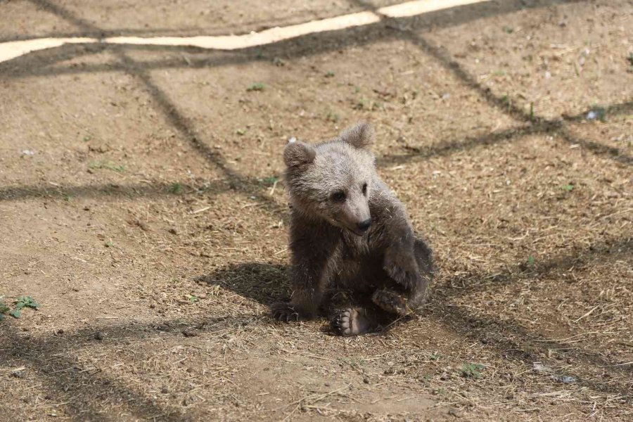 Sinop Ve Van’dan Getirilen İki Yavru Ayı, Hayvanat Bahçesine Renk Kattı