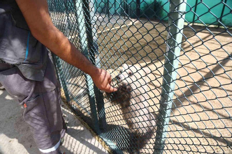 Sinop Ve Van’dan Getirilen İki Yavru Ayı, Hayvanat Bahçesine Renk Kattı