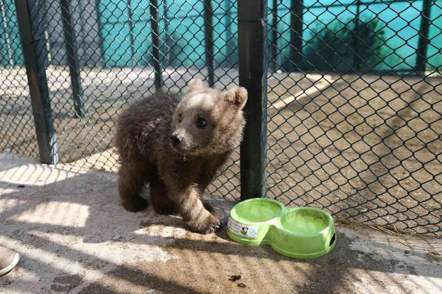Sinop Ve Van’dan Getirilen İki Yavru Ayı, Hayvanat Bahçesine Renk Kattı