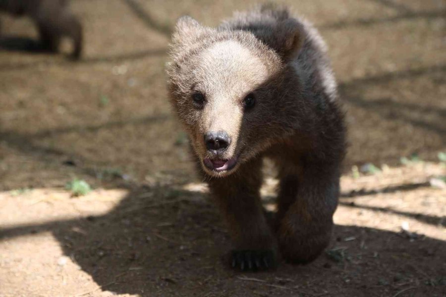 Sinop Ve Van’dan Getirilen İki Yavru Ayı, Hayvanat Bahçesine Renk Kattı