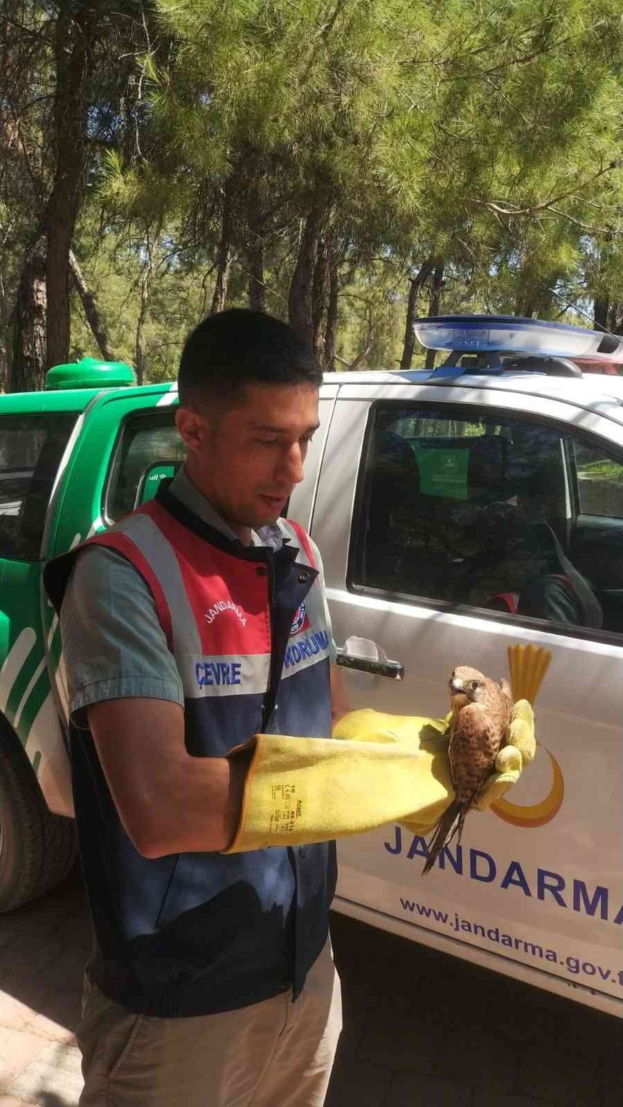 Yaralı Kerkenez Koruma Altına Alındı