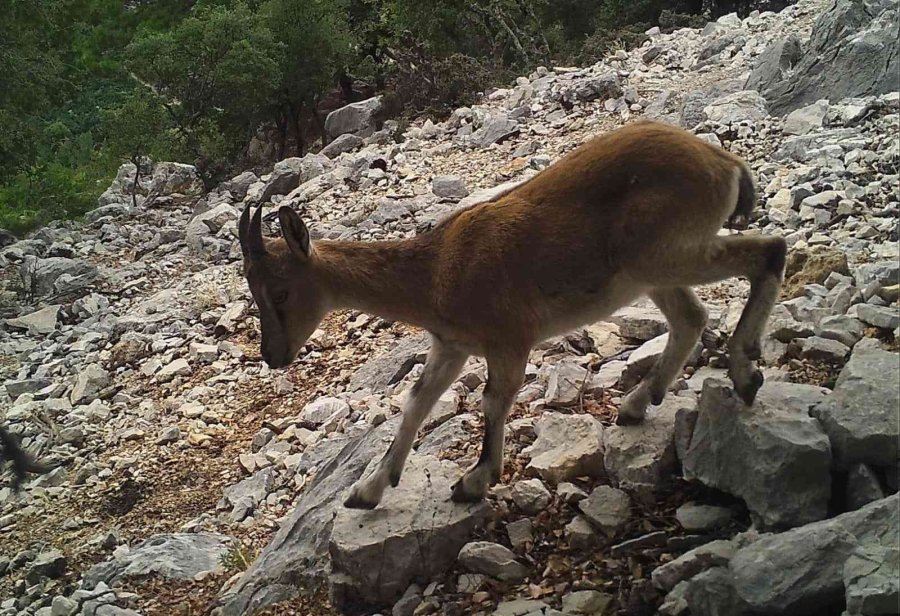 Yaban Keçisi Avcılarına 155 Bin Tl’lik Ceza