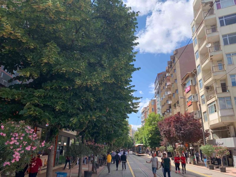 Eskişehir’i Ihlamur Kokusu Sardı