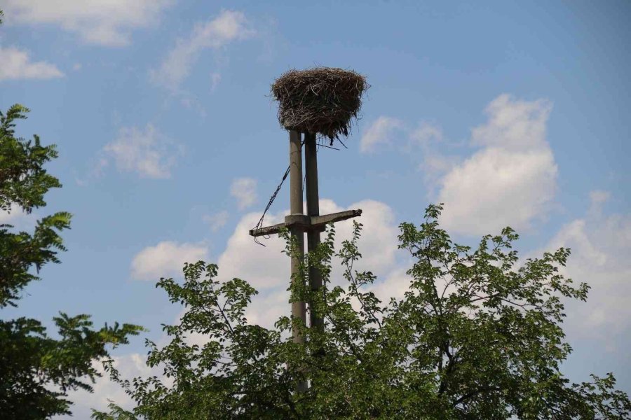 Kuşların Elektrik Direğine Kurduğu Yuva Görenleri Hayran Bıraktı