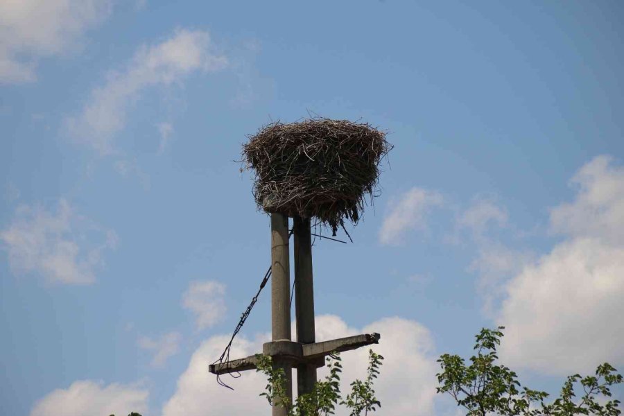 Kuşların Elektrik Direğine Kurduğu Yuva Görenleri Hayran Bıraktı