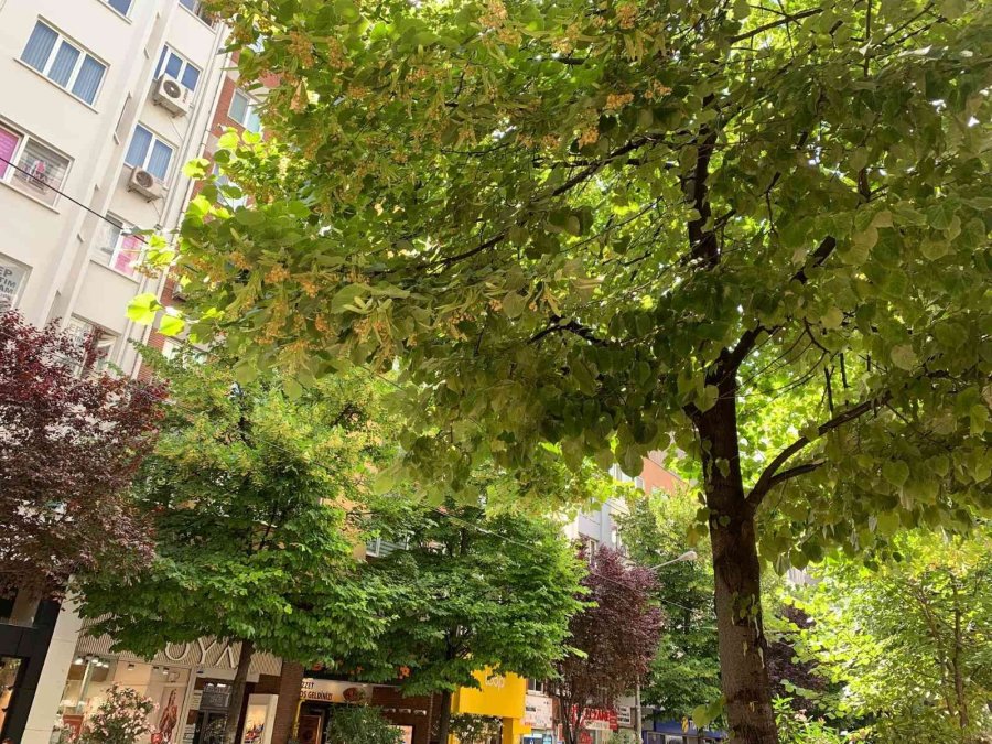 Eskişehir’i Ihlamur Kokusu Sardı