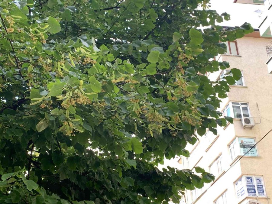 Eskişehir’i Ihlamur Kokusu Sardı