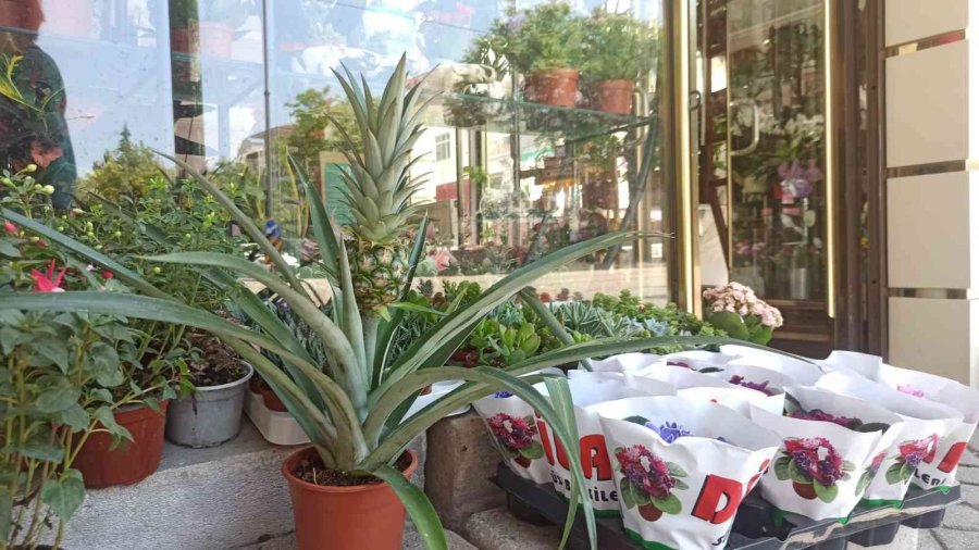 Bu Dekorun Meyvesi Çok Tatlı