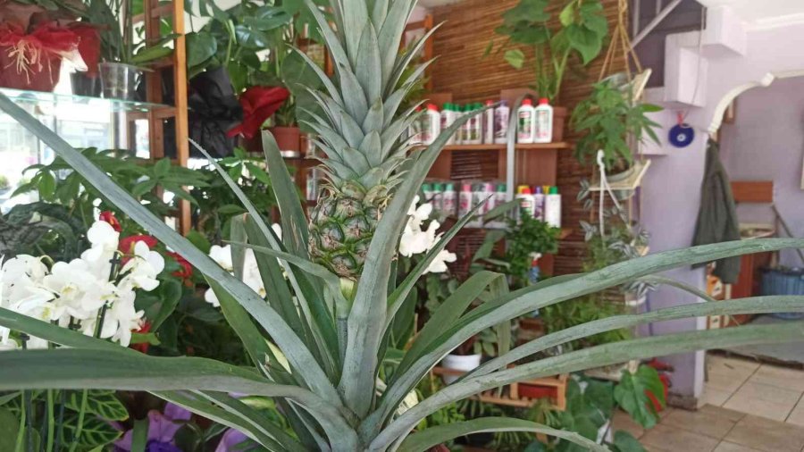 Bu Dekorun Meyvesi Çok Tatlı