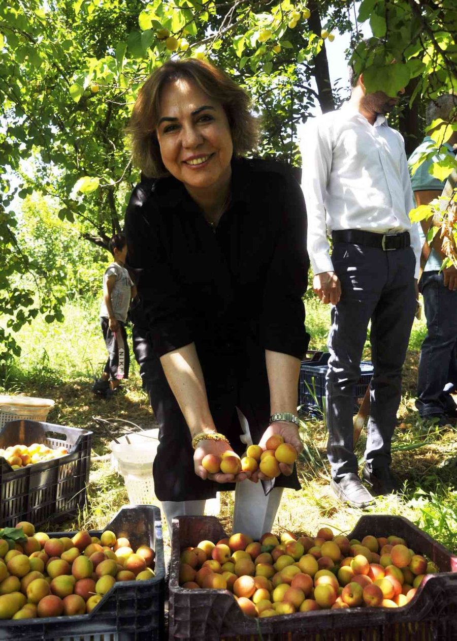Ak Parti’li Yılmaz: "mut Kayısısında Bu Yıl 110 Bin Tondan Fazla Rekolte Gerçekleşti"