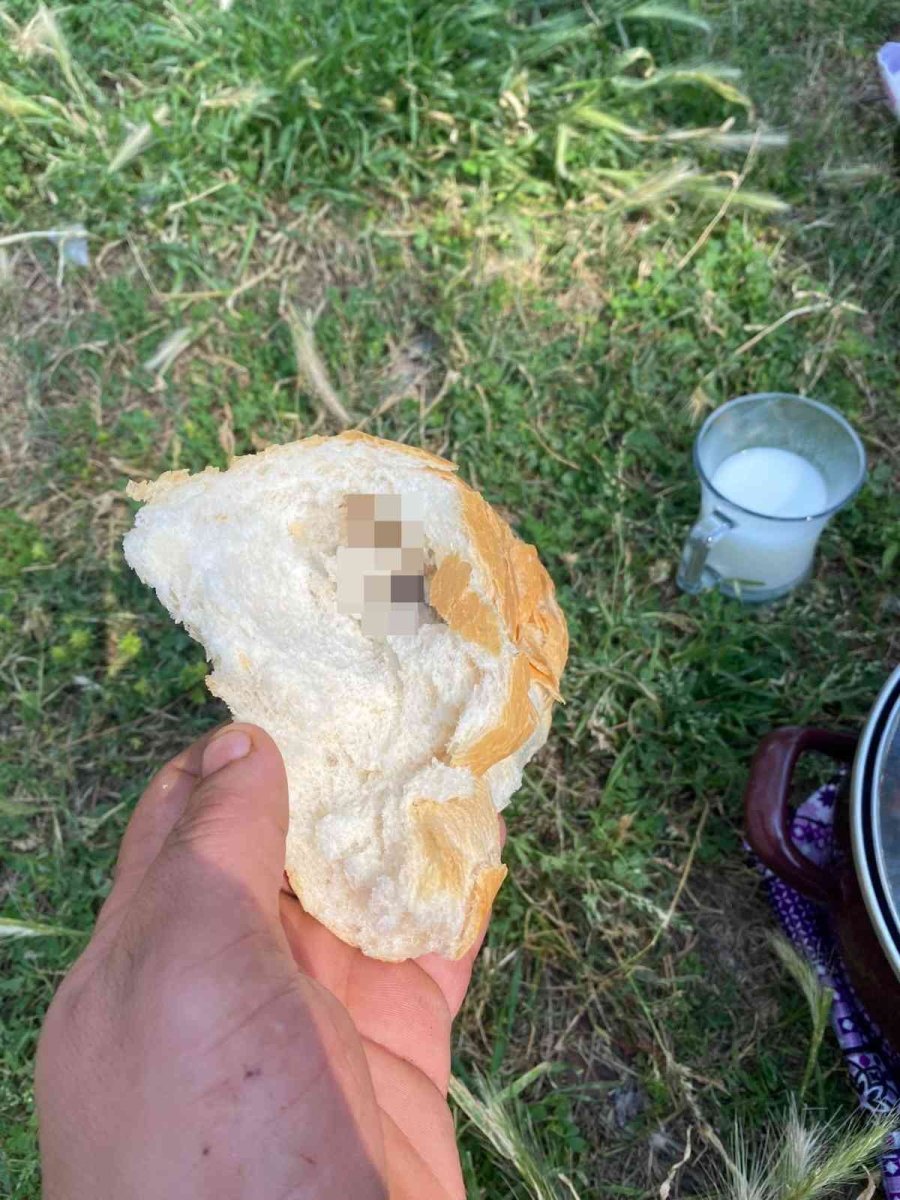 Piknikte Ekmeği Böldüklerinde Hayatlarının Şokunu Yaşadılar