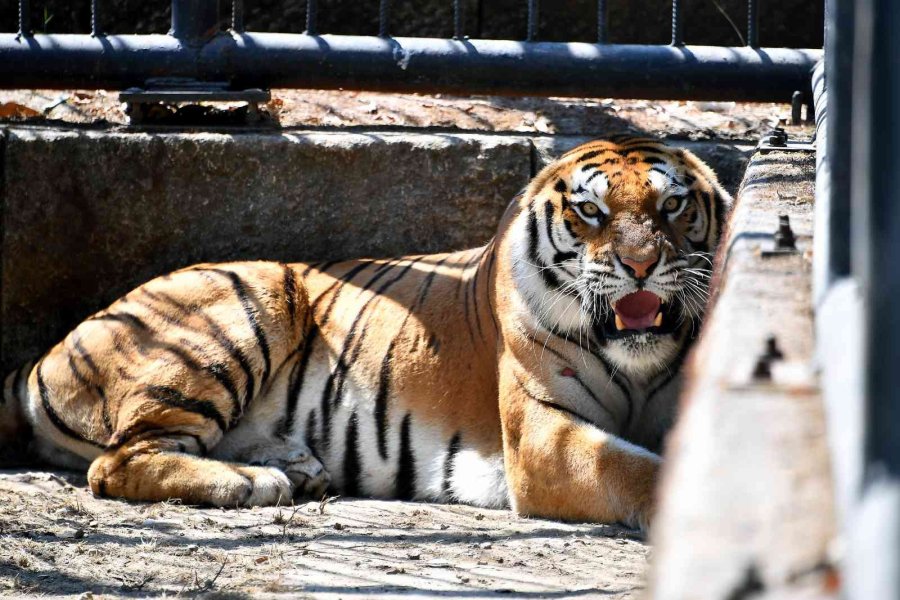 "nazlı" Tarsus Doğa Parkı’nda