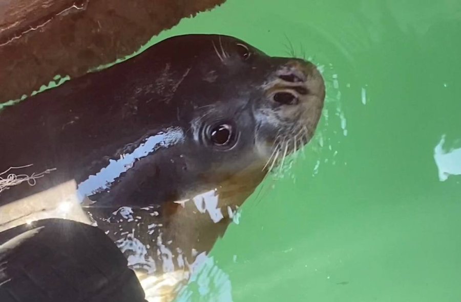 Balıkçılara Akdeniz Fokundan Tatlı Sürpriz