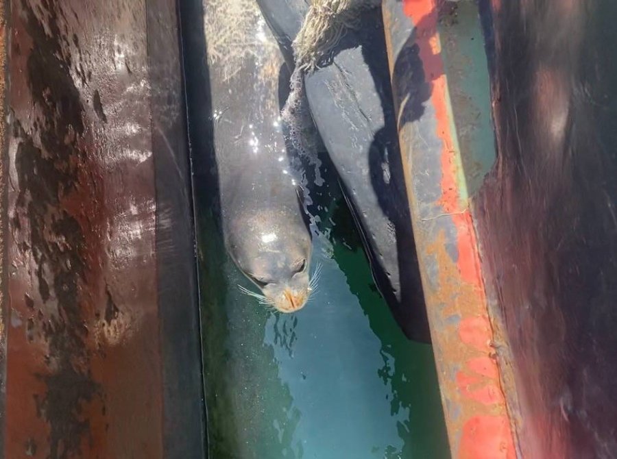 Balıkçılara Akdeniz Fokundan Tatlı Sürpriz