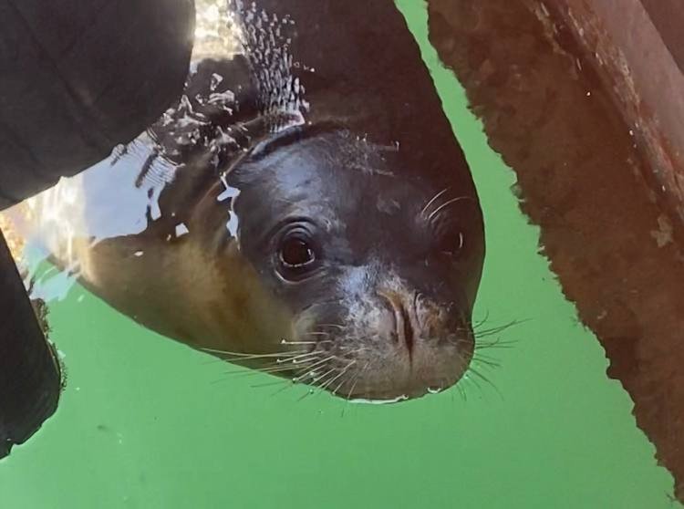 Balıkçılara Akdeniz Fokundan Tatlı Sürpriz