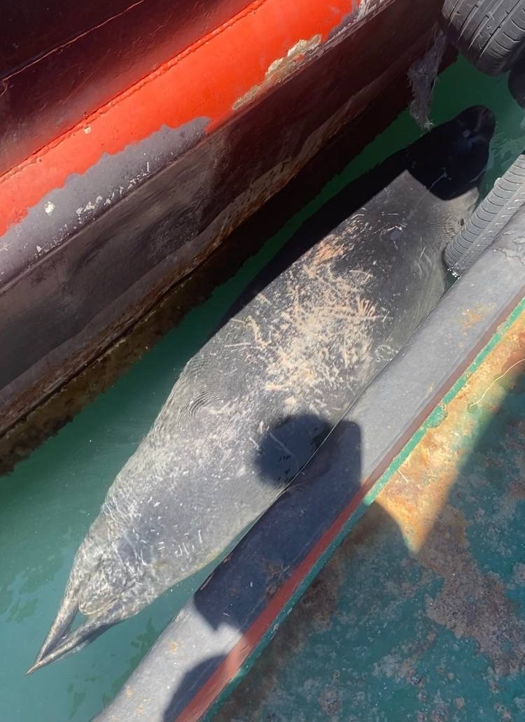 Balıkçılara Akdeniz Fokundan Tatlı Sürpriz