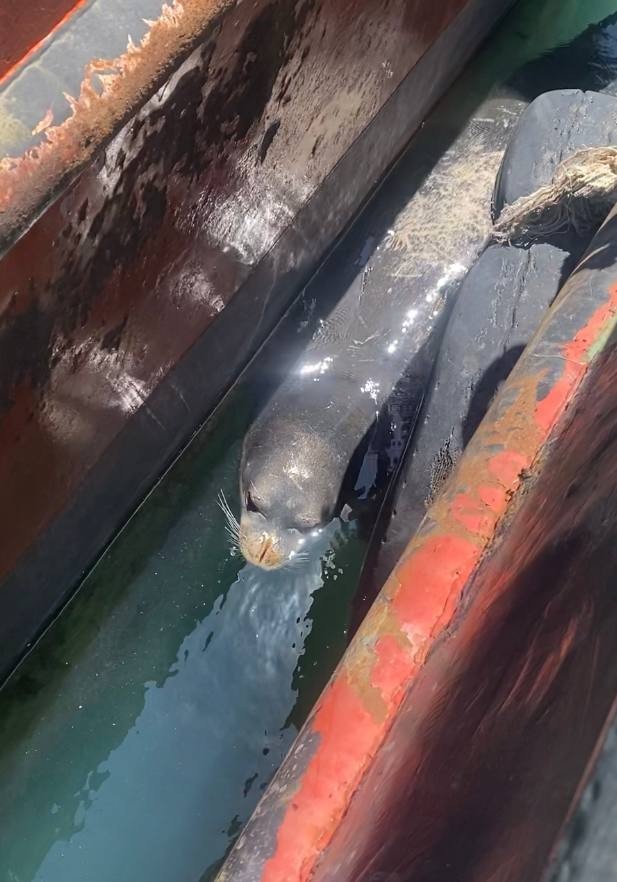 Balıkçılara Akdeniz Fokundan Tatlı Sürpriz