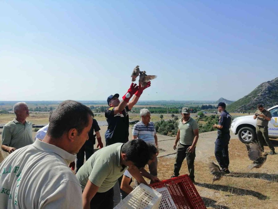 Kınalı Keklikler Doğaya Salındı