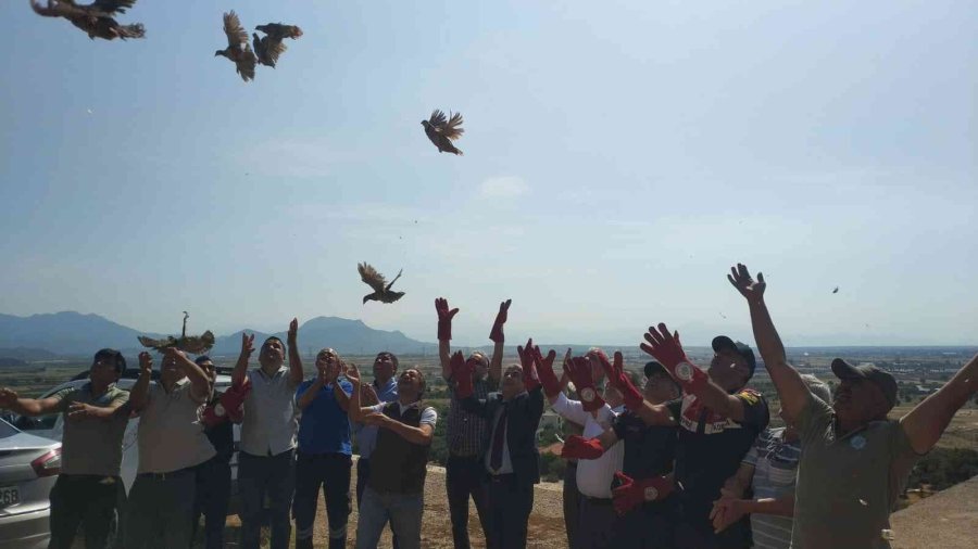 Kınalı Keklikler Doğaya Salındı