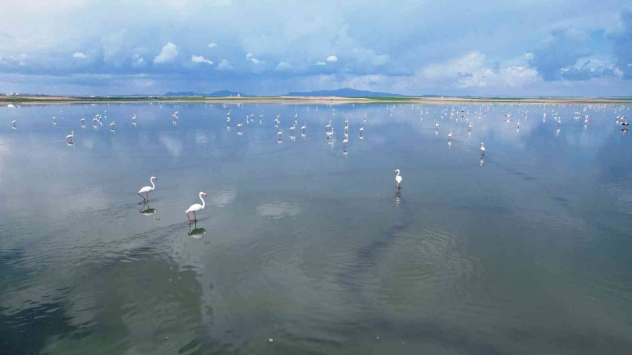 Düden Gölü’ndeki Flamingolardan Görsel Şölen