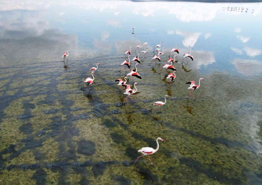 Düden Gölü’ndeki Flamingolardan Görsel Şölen