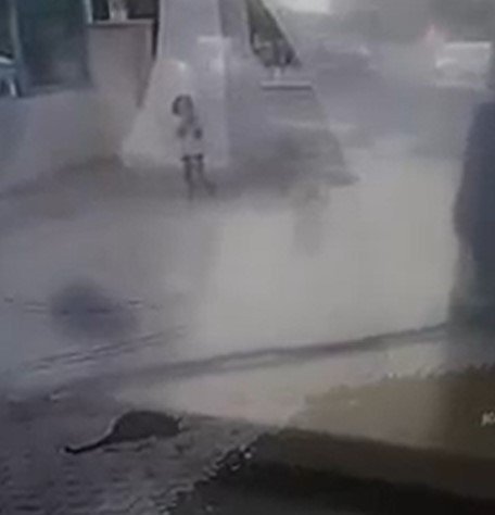 Otomobilini Kedilerin Üzerine Sürüp, Birini Telef Etti