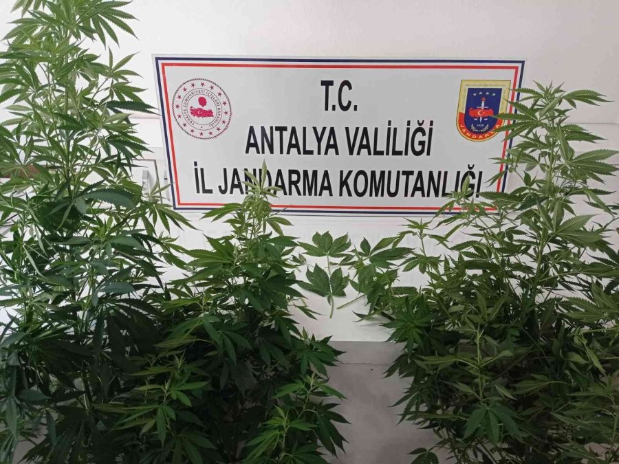 Balkonda Branda İle Perdelenen Uyuşturucu Jandarmadan Kaçmadı
