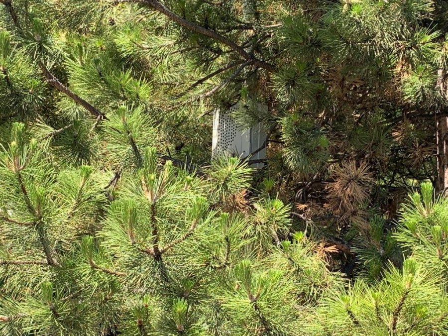 Belediyenin Koyduğu Cihazın Köpekleri Engellediği İddiası