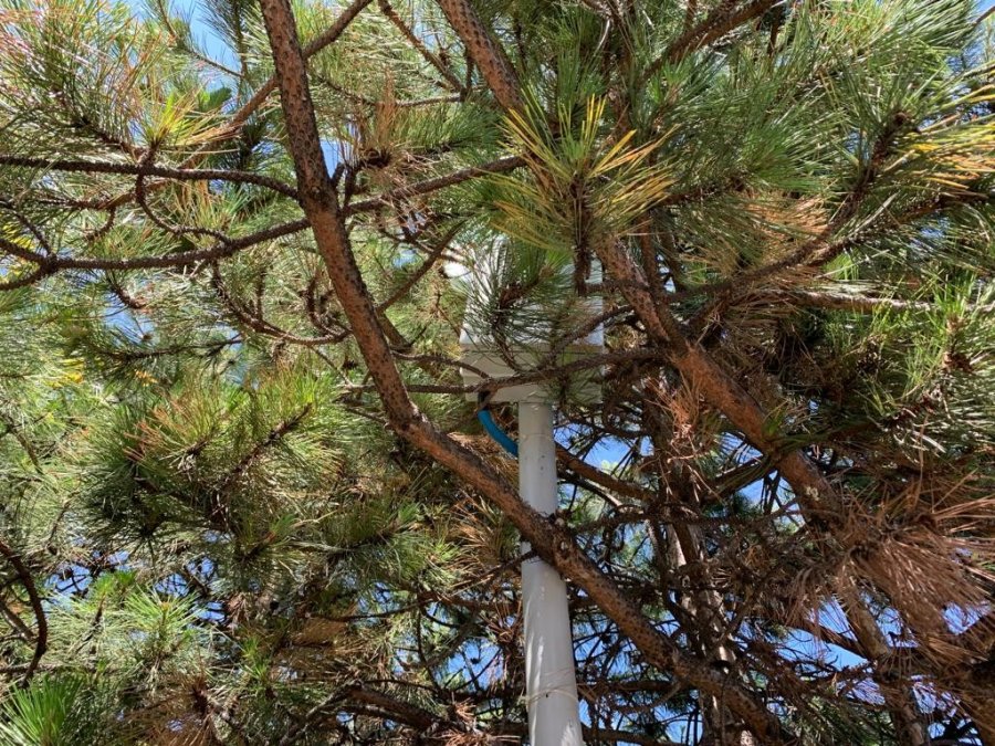 Belediyenin Koyduğu Cihazın Köpekleri Engellediği İddiası