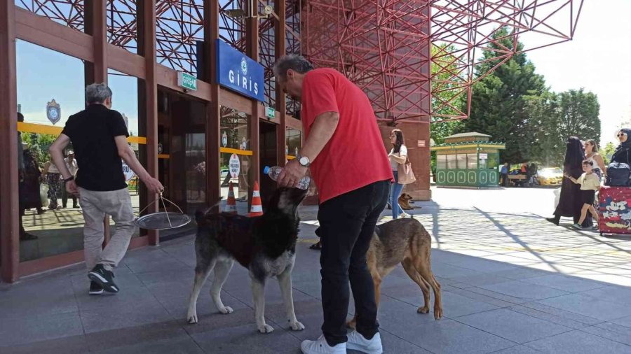 Belediyenin Koyduğu Cihazın Köpekleri Engellediği İddiası