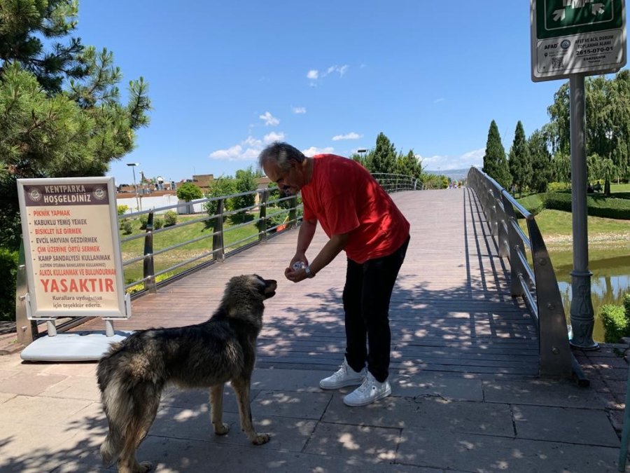 Belediyenin Koyduğu Cihazın Köpekleri Engellediği İddiası