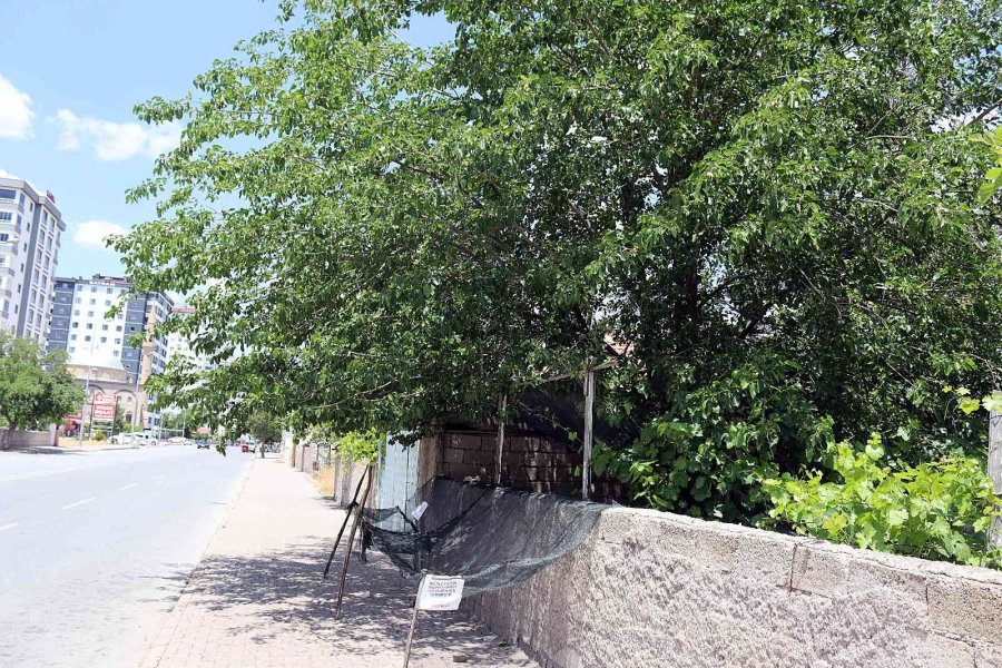 Seyit Amca Gönülleri Fethetti