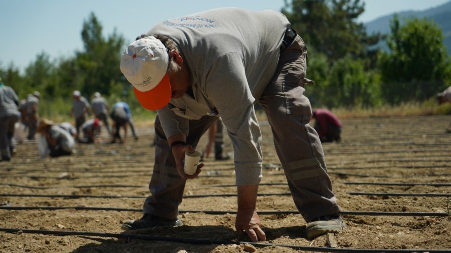 Çandır Fasulyesi Toprakla Buluştu